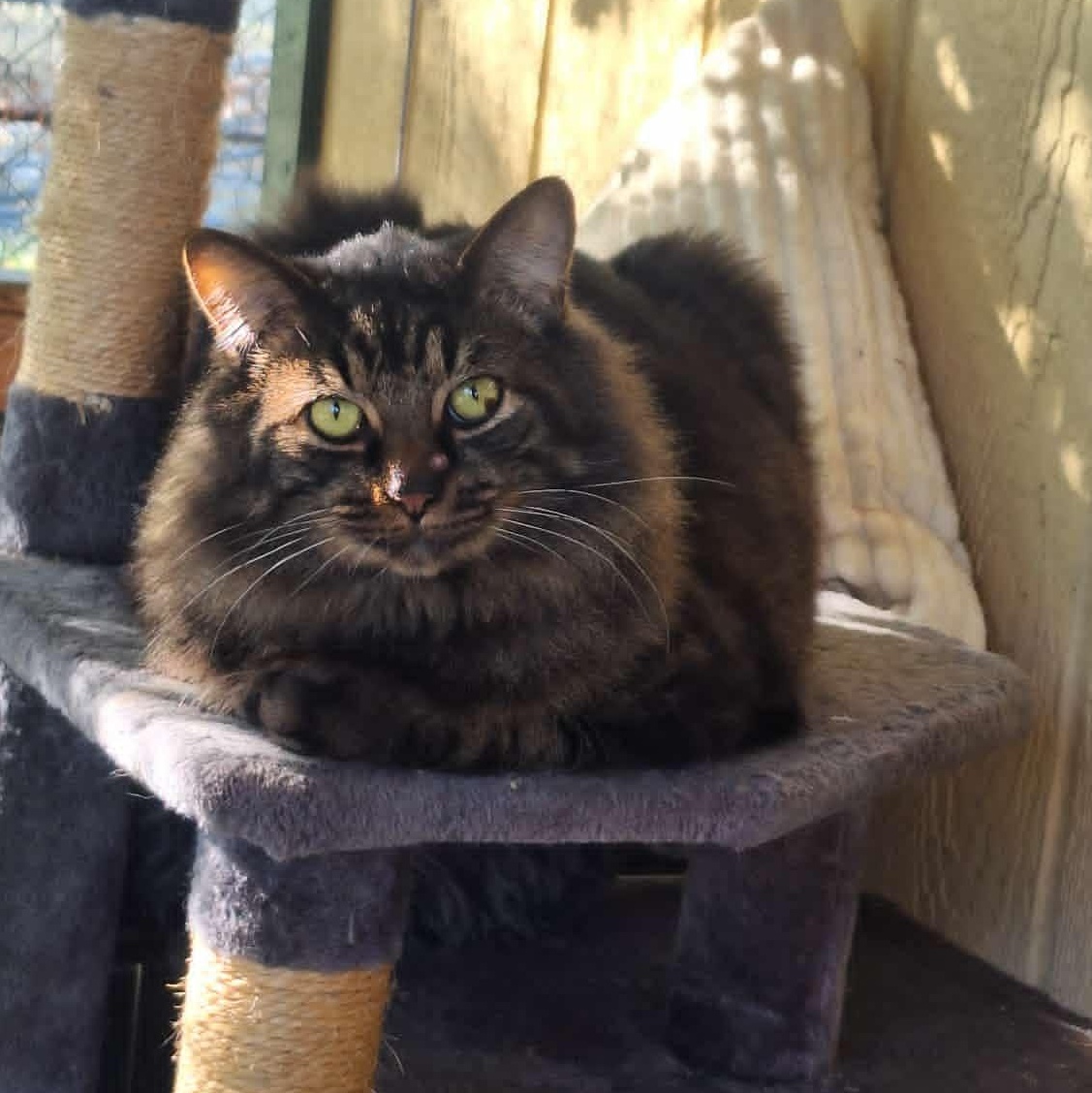 Enlarge Canyon, a Adoptable mixed breed in Anderson, IN image 1/2