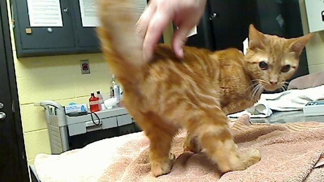 KRIS, Adoptable, Adult Male Domestic Short Hair & Domestic Short Hair.