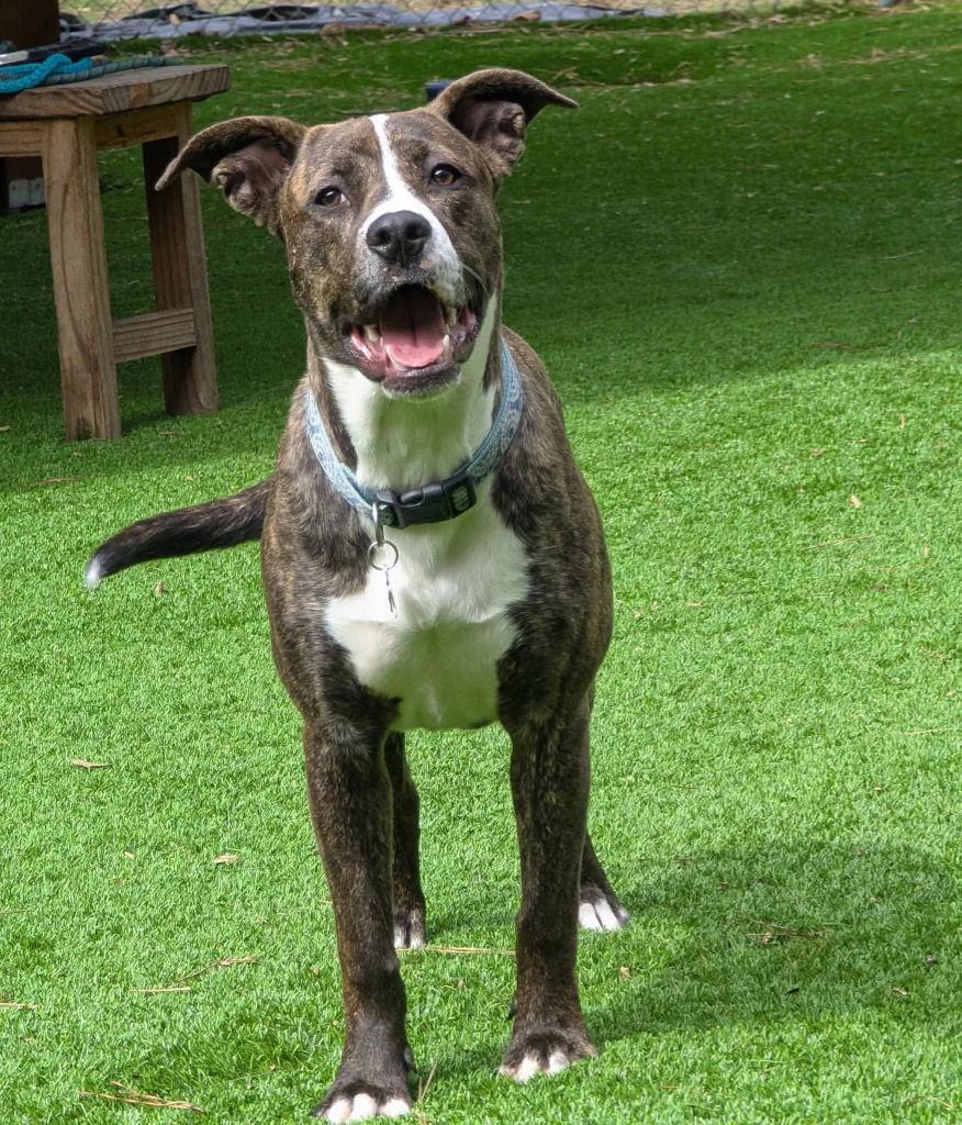 Enlarge Tippy Dot, a Adoptable Terrier in Ellijay, GA image 1/3
