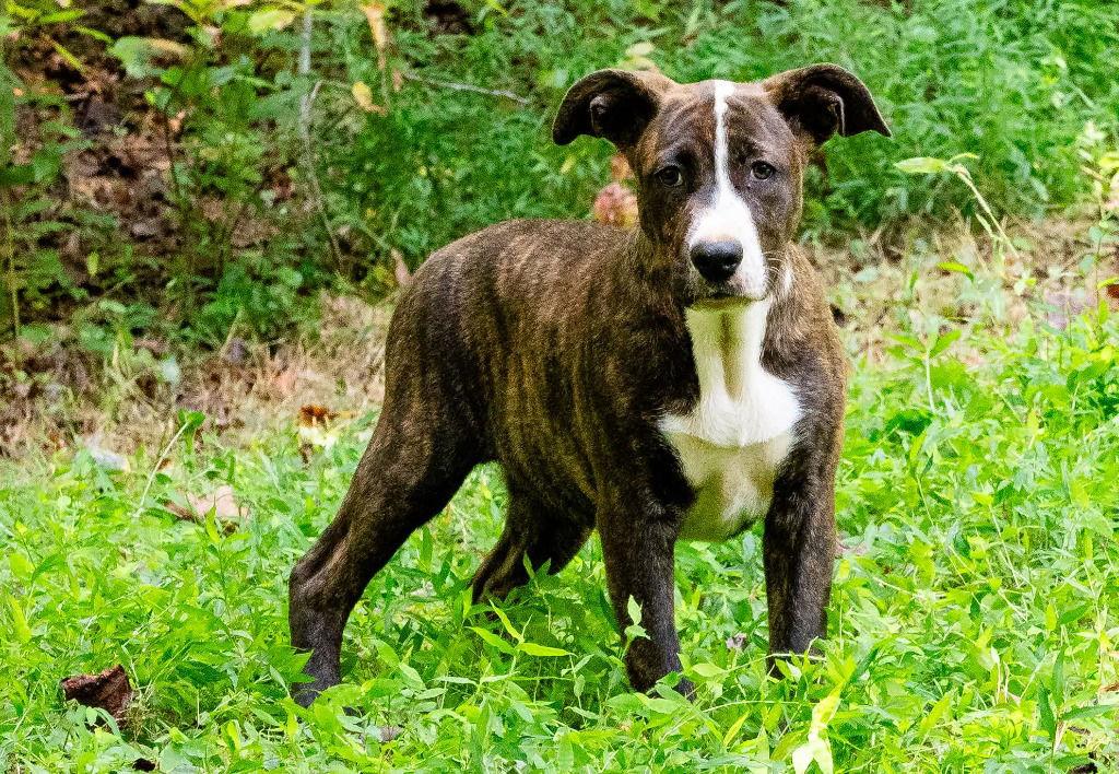 Enlarge Tippy Dot, a Adoptable Terrier in Ellijay, GA image 2/3