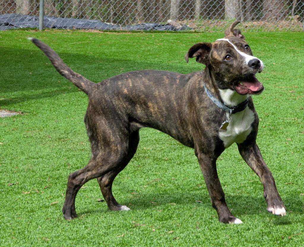 Enlarge Tippy Dot, a Adoptable Terrier in Ellijay, GA image 3/3