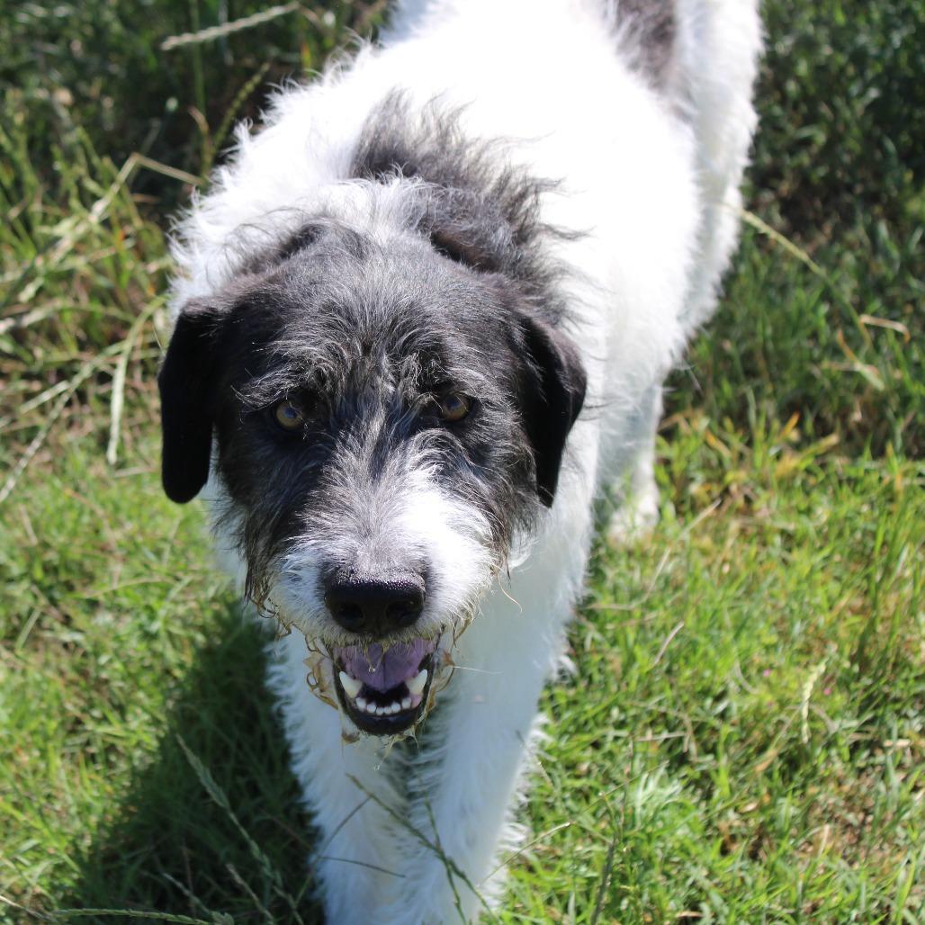 Happy, a Adoptable mixed breed in Hattiesburg, MS image 1/5