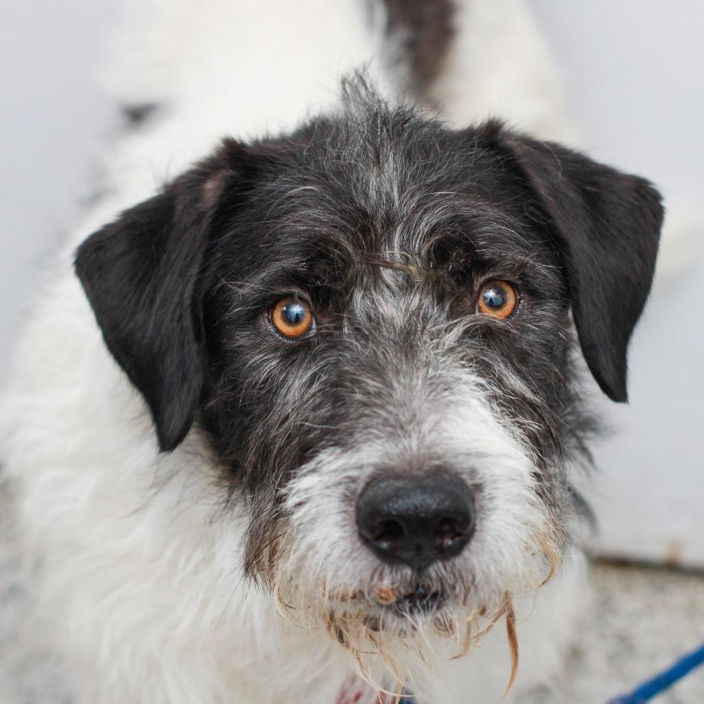 Happy, a Adoptable mixed breed in Hattiesburg, MS image 2/5