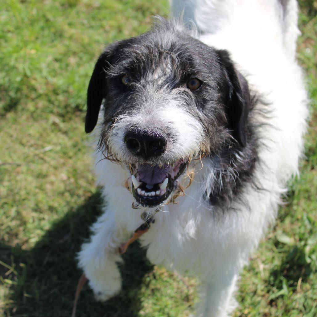 Happy, a Adoptable mixed breed in Hattiesburg, MS image 3/5