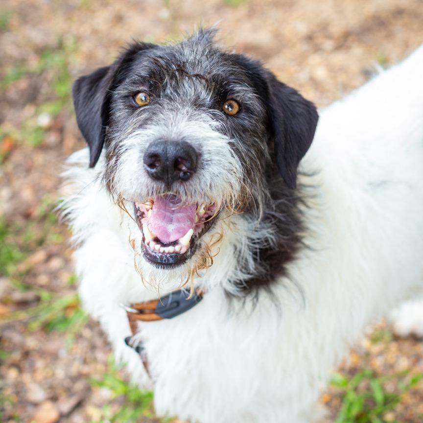 Happy, a Adoptable mixed breed in Hattiesburg, MS image 4/5