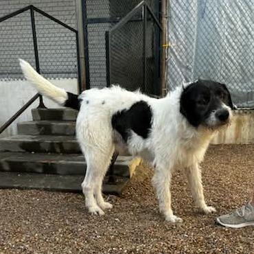 Happy, a Adoptable mixed breed in Hattiesburg, MS image 5/5