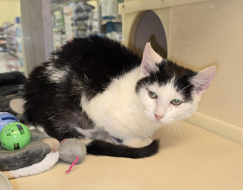 Tibby, Adoptable, Kitten Female Domestic Short Hair.