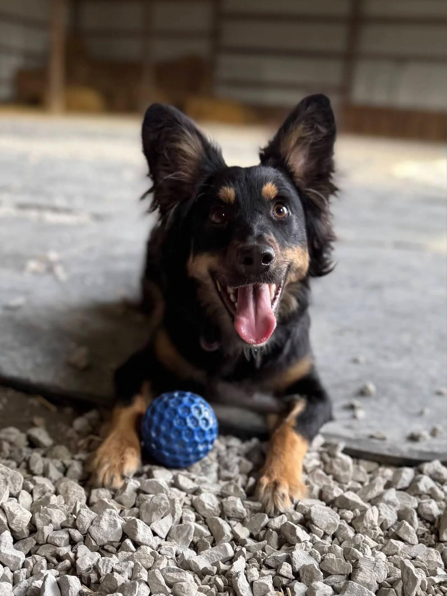 Bailey, adopted, Young Female Border Collie & Australian Shepherd.