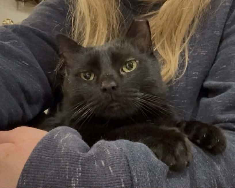 Enlarge Clover, a ADOPTABLE Domestic Short Hair in Pittsburgh, PA image 6/6