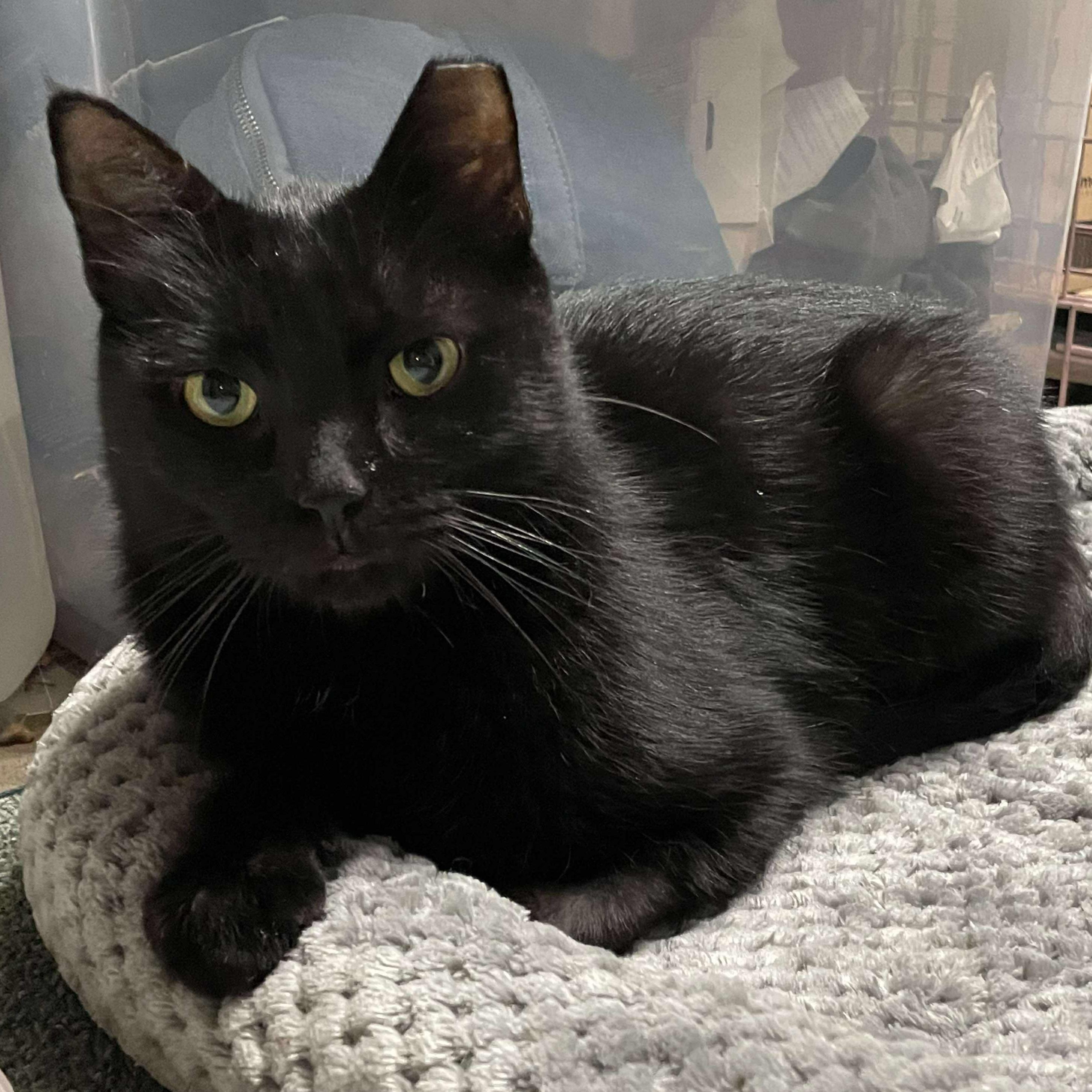 Clover, ADOPTABLE, Adult Male Domestic Short Hair.