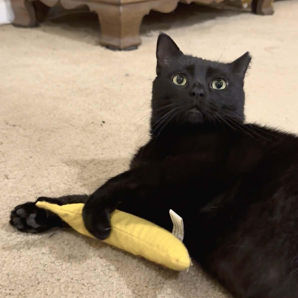 Enlarge Clover, a ADOPTABLE Domestic Short Hair in Pittsburgh, PA image 3/6