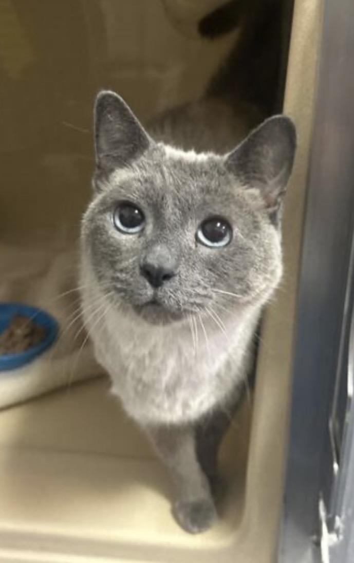 Enlarge Poi , an adopted mixed breed in Elyria, OH image 1/1