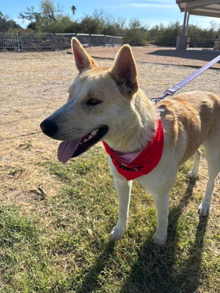 Enlarge Honey, a Adoptable mixed breed in Plano, TX image 3/4