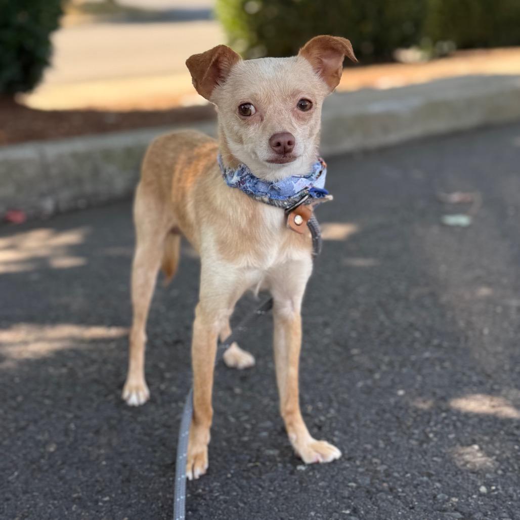 Wheeler, a Adoptable Chihuahua in Newberg, OR image 1/6