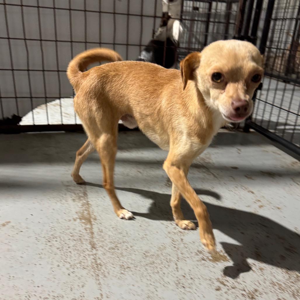 Wheeler, a Adoptable Chihuahua in Newberg, OR image 2/6