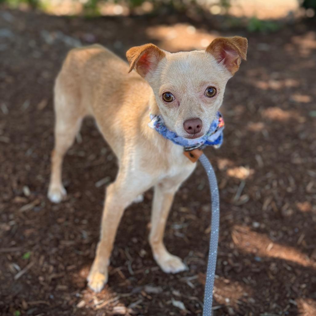 Wheeler, a Adoptable Chihuahua in Newberg, OR image 3/6