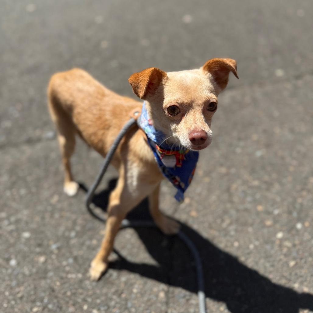Wheeler, a Adoptable Chihuahua in Newberg, OR image 4/6