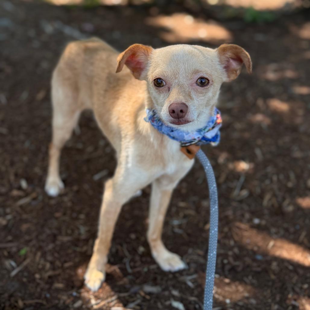 Wheeler, a Adoptable Chihuahua in Newberg, OR image 5/6