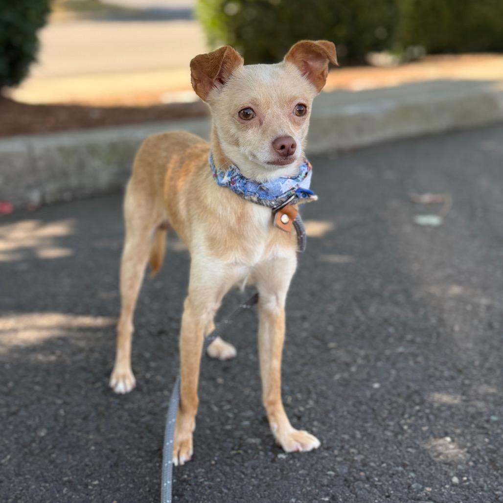 Wheeler, a Adoptable Chihuahua in Newberg, OR image 6/6