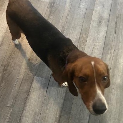 Enlarge Dancer, a ADOPTABLE mixed breed in Lake Orion, MI image 3/3