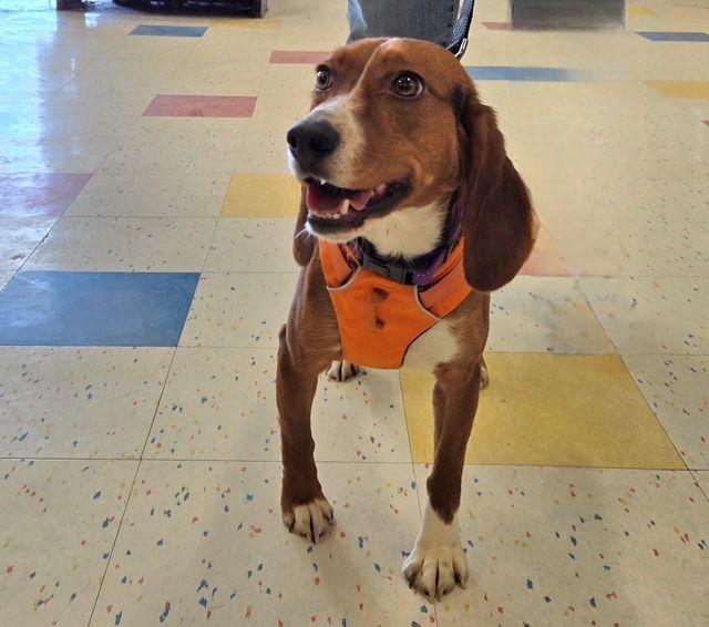 Dancer, ADOPTABLE, Young Female Beagle.