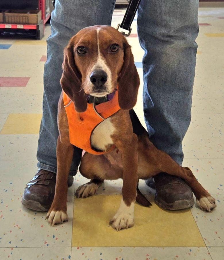 Enlarge Dancer, a ADOPTABLE mixed breed in Lake Orion, MI image 2/3