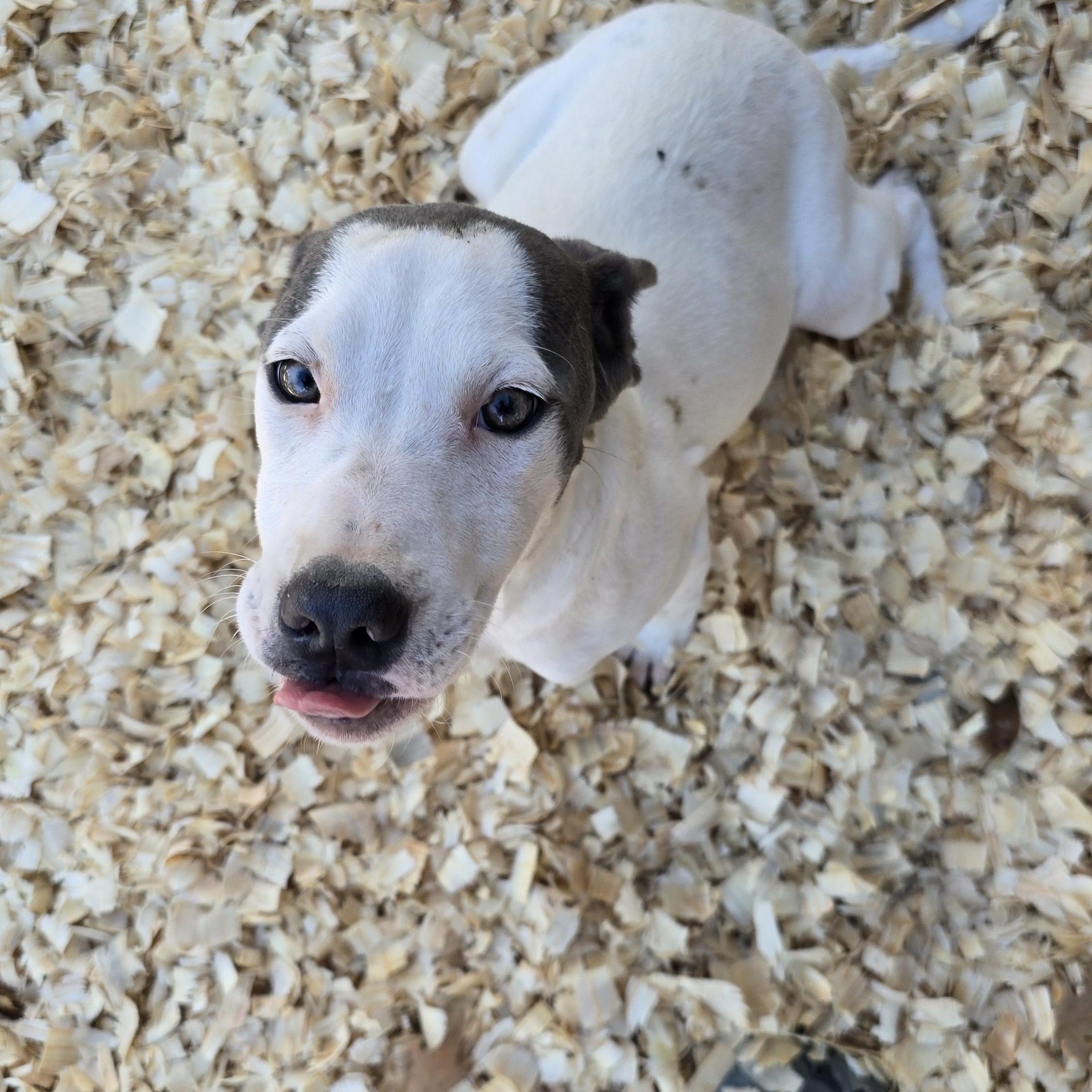 Maggie *Waived Fee Possible, Adoptable, Puppy Female American Bulldog.