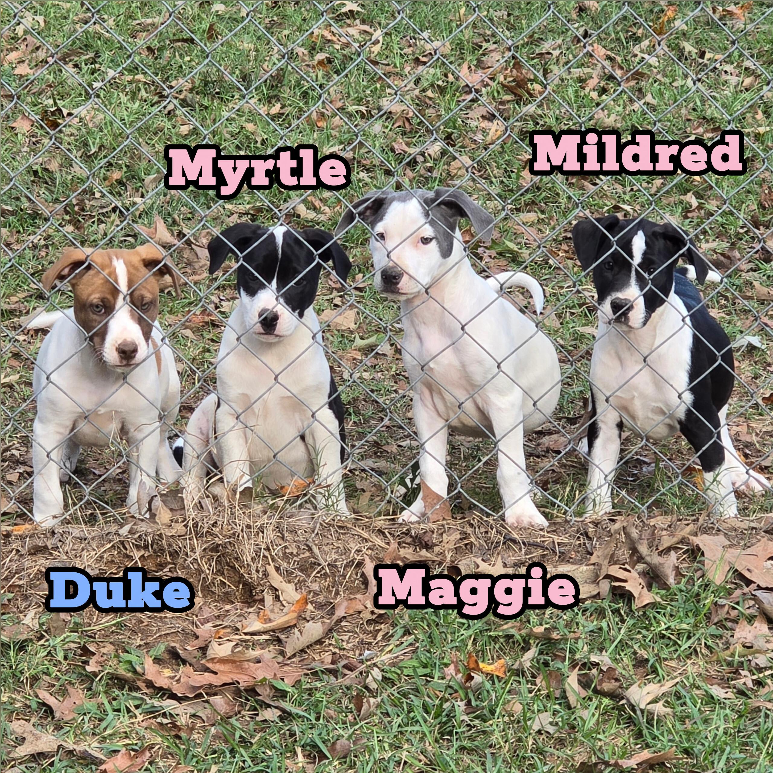 Enlarge Maggie *Waived Fee Possible, a Adoptable mixed breed in Vicksburg, MS image 4/5