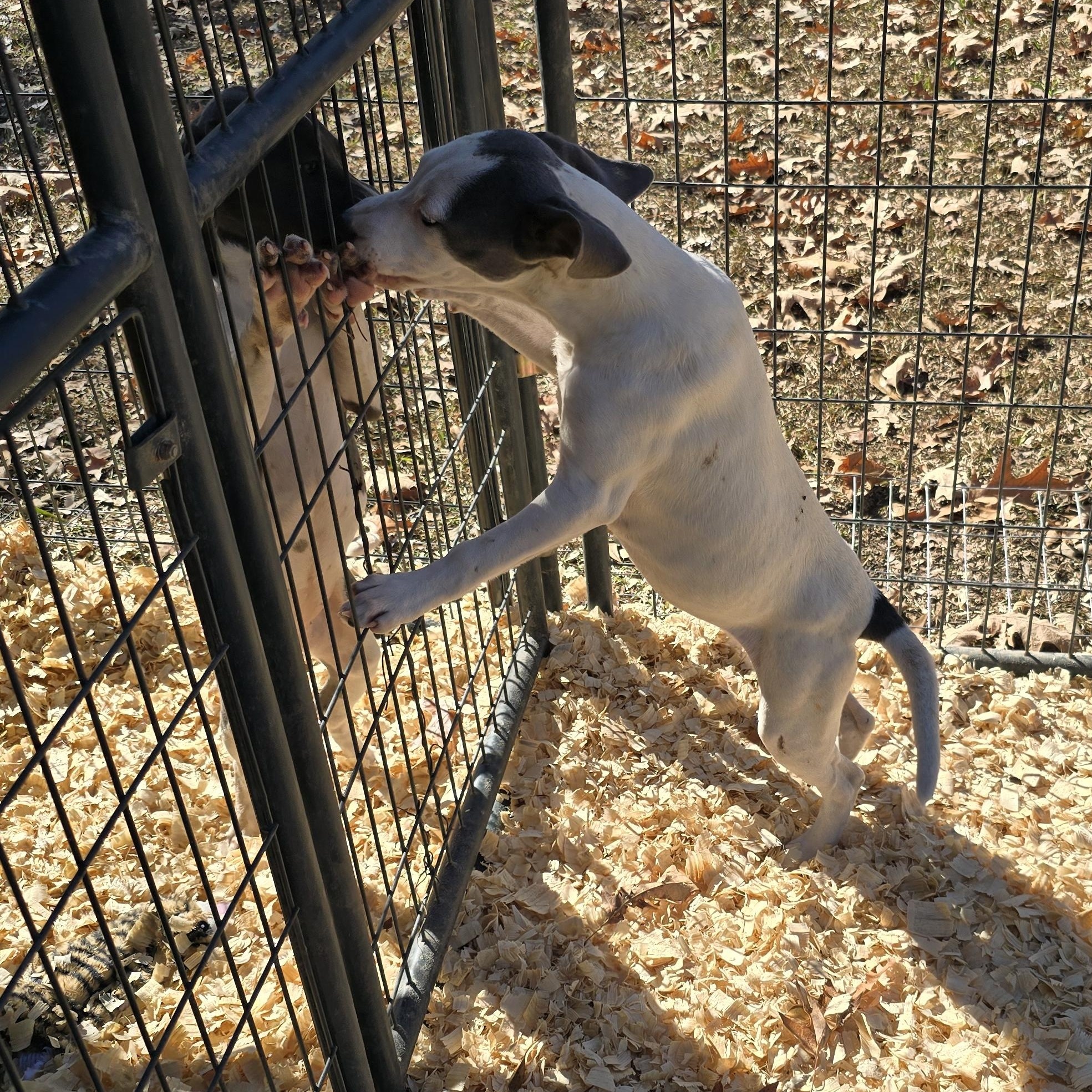 Enlarge Maggie *Waived Fee Possible, a Adoptable mixed breed in Vicksburg, MS image 2/5