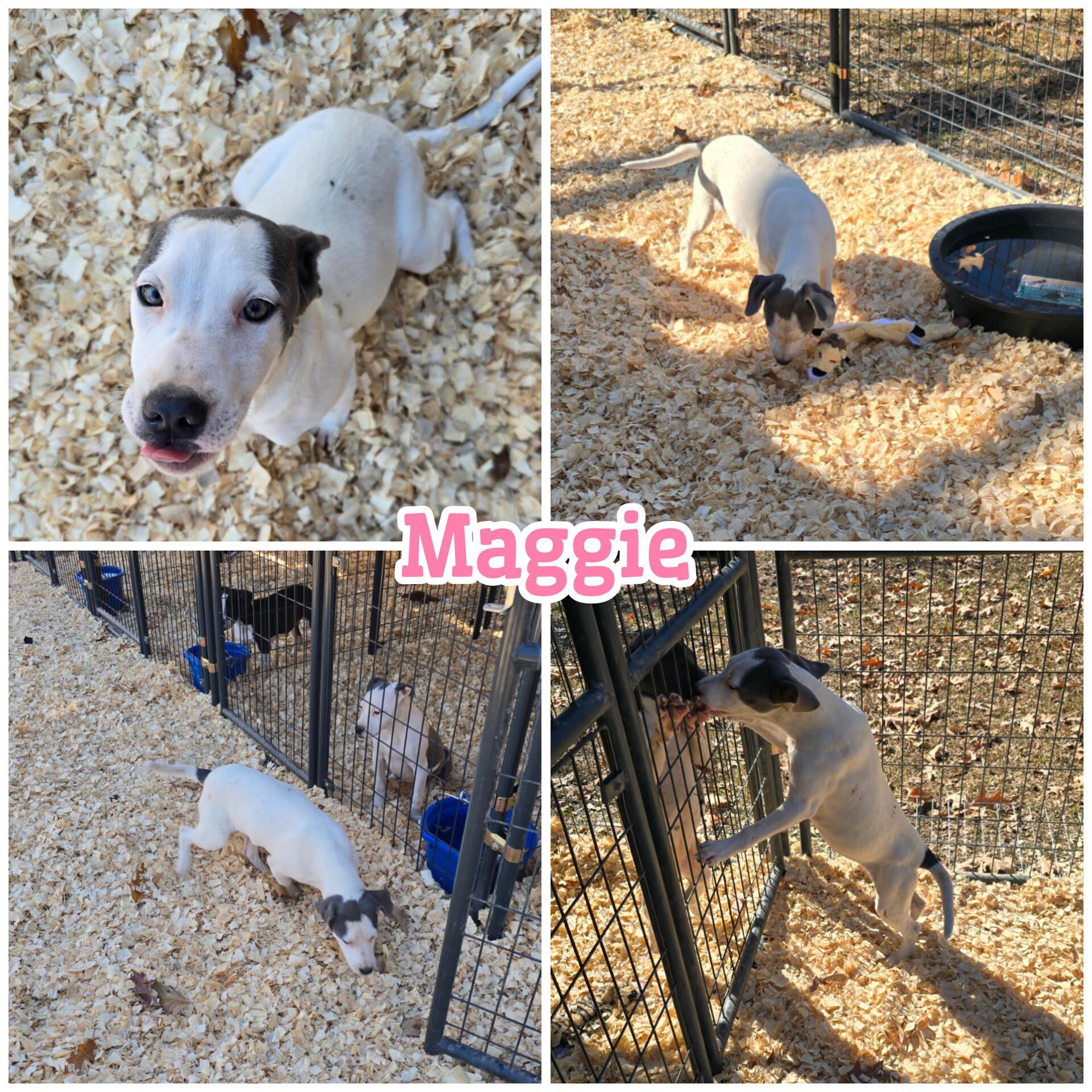 Enlarge Maggie *Waived Fee Possible, a Adoptable mixed breed in Vicksburg, MS image 3/5