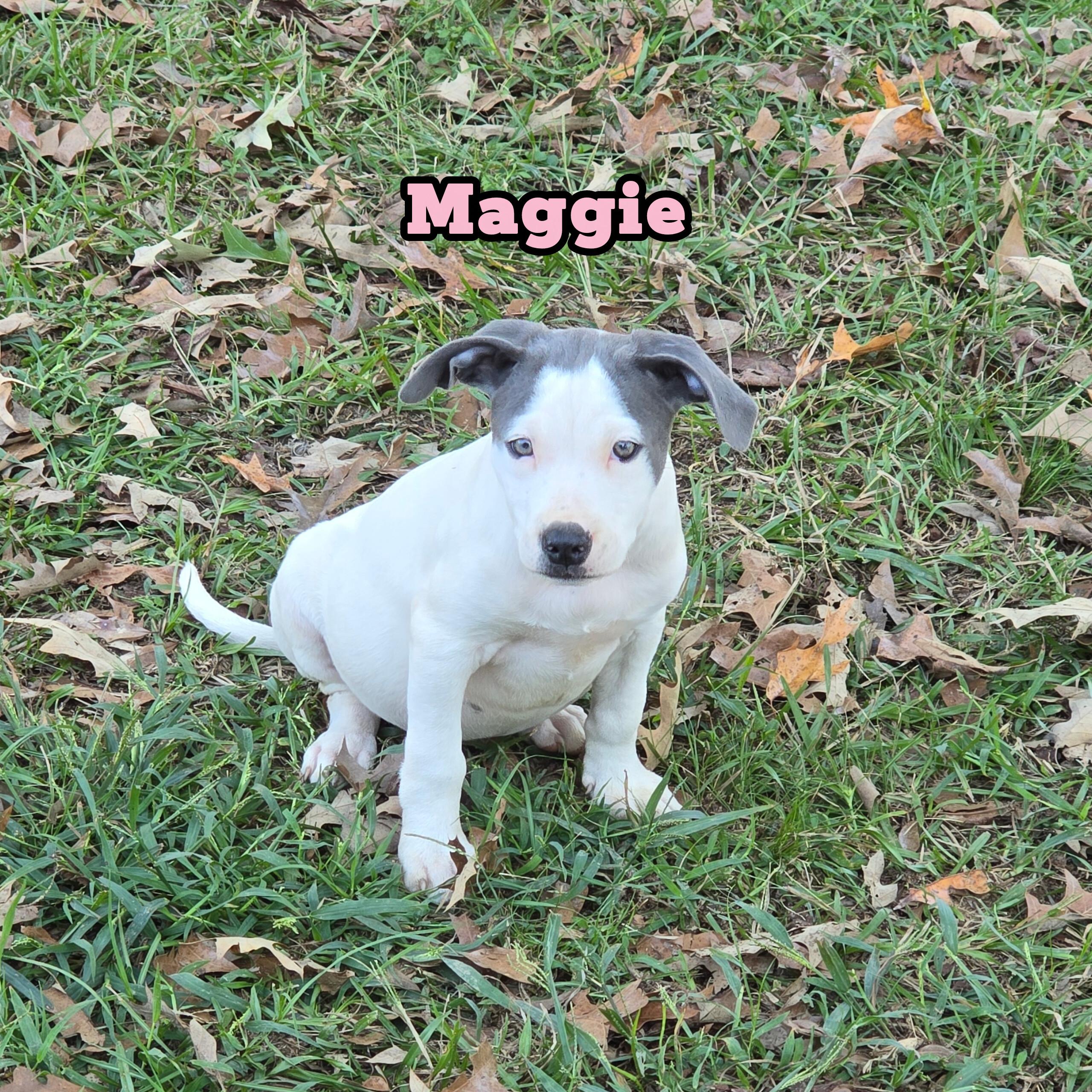 Enlarge Maggie *Waived Fee Possible, a Adoptable mixed breed in Vicksburg, MS image 5/5