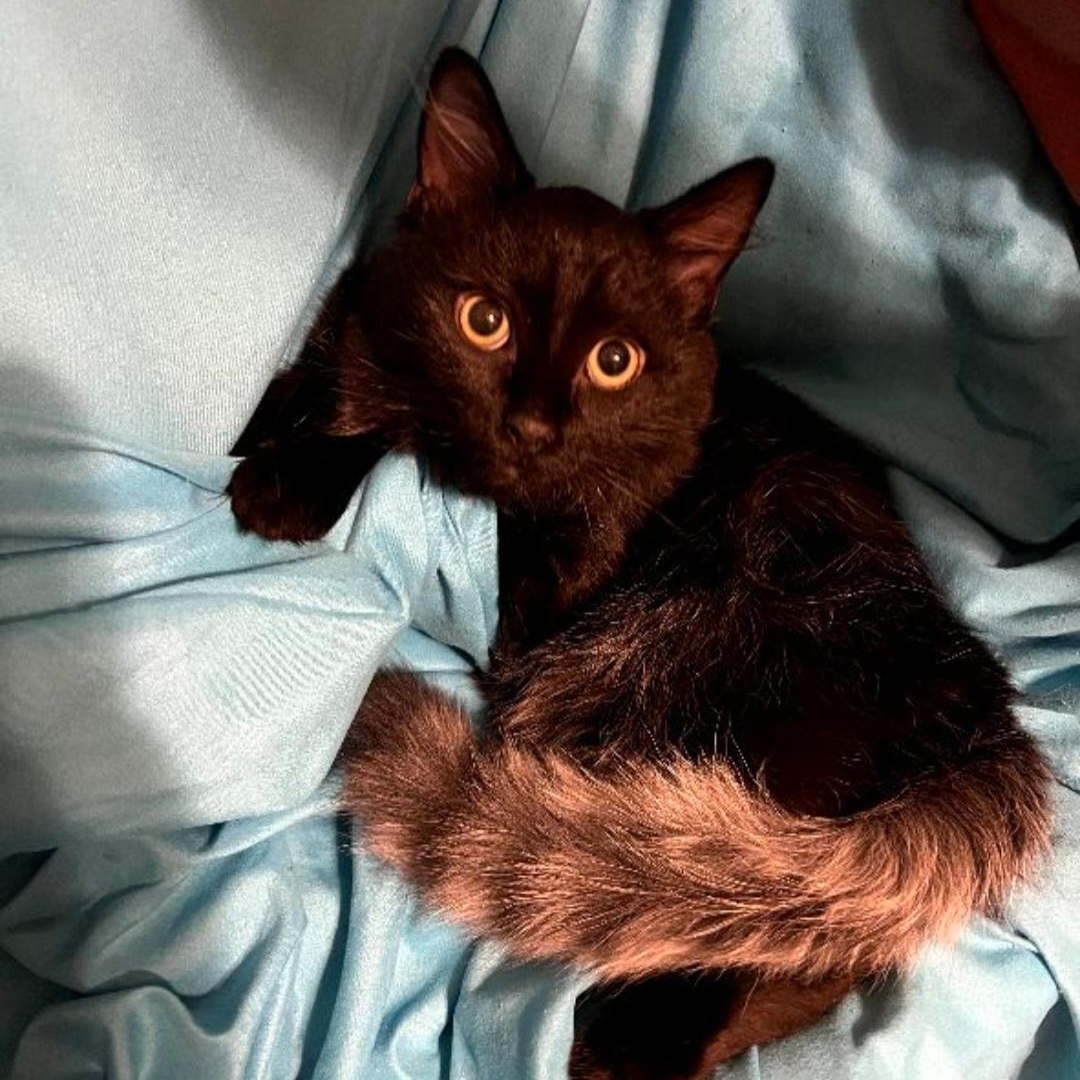 Atticus, ADOPTABLE, Young Male Turkish Angora.