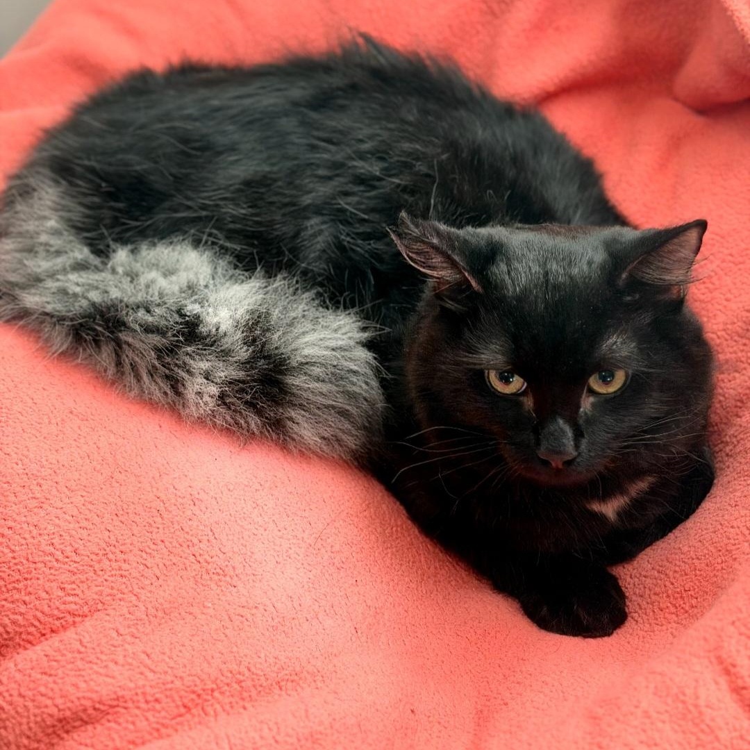 Atticus, a ADOPTABLE Turkish Angora in Raeford, NC image 2/3