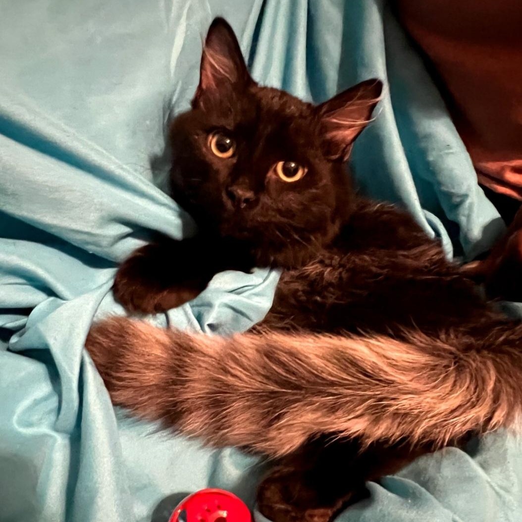 Atticus, a ADOPTABLE Turkish Angora in Raeford, NC image 3/3