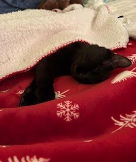 Enlarge Alfredo 2, a Adoptable Domestic Medium Hair in Arthur, ON image 1/6