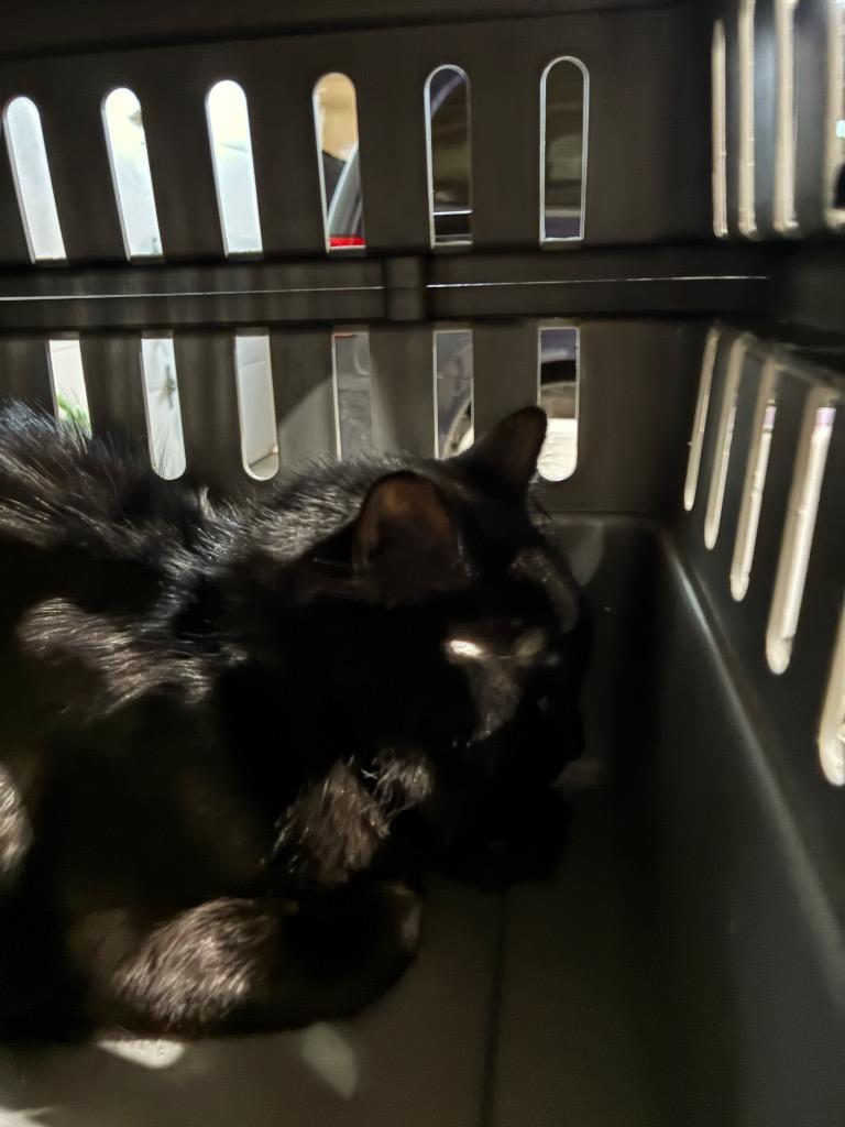 Enlarge Alfredo 2, a Adoptable Domestic Medium Hair in Arthur, ON image 2/6