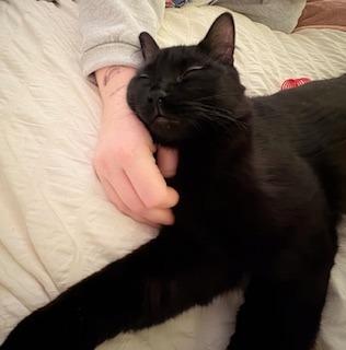 Enlarge Alfredo 2, a Adoptable Domestic Medium Hair in Arthur, ON image 3/6