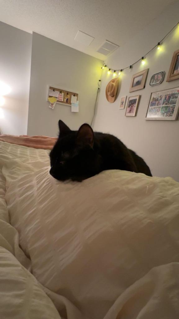 Enlarge Alfredo 2, a Adoptable Domestic Medium Hair in Arthur, ON image 4/6