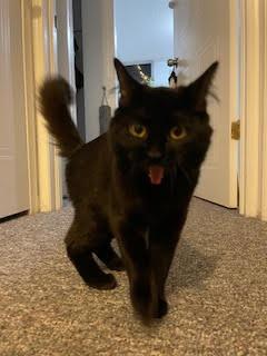 Enlarge Alfredo 2, a Adoptable Domestic Medium Hair in Arthur, ON image 5/6