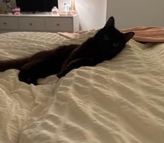 Enlarge Alfredo 2, a Adoptable Domestic Medium Hair in Arthur, ON image 6/6