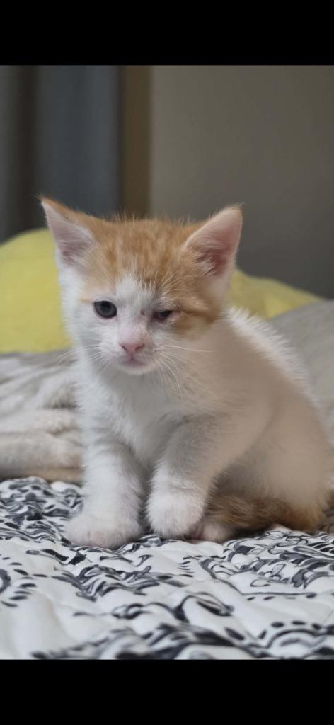 Enlarge Tobias, a Adoptable mixed breed in Ada, OK image 1/2