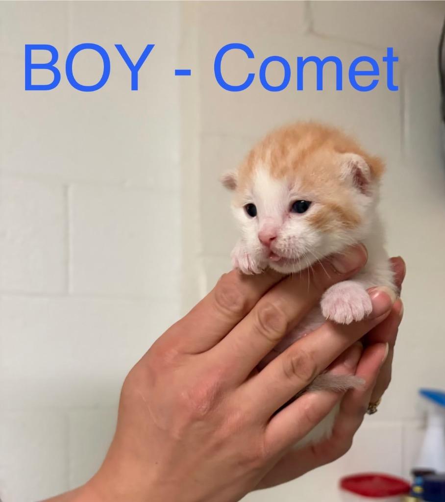 Enlarge Tobias, a Adoptable mixed breed in Ada, OK image 2/2