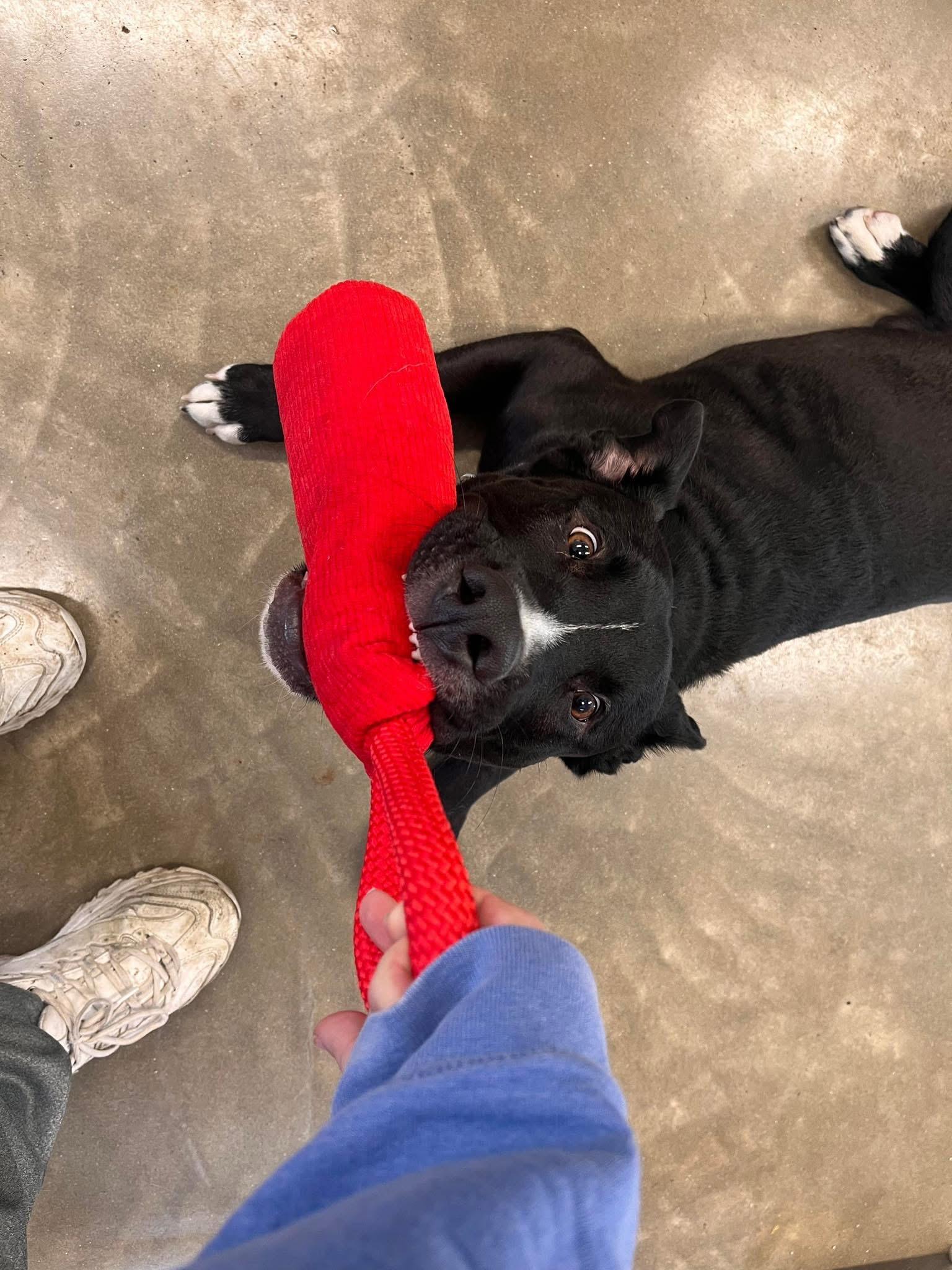 Diesel, Young Male Pit Bull Terrier