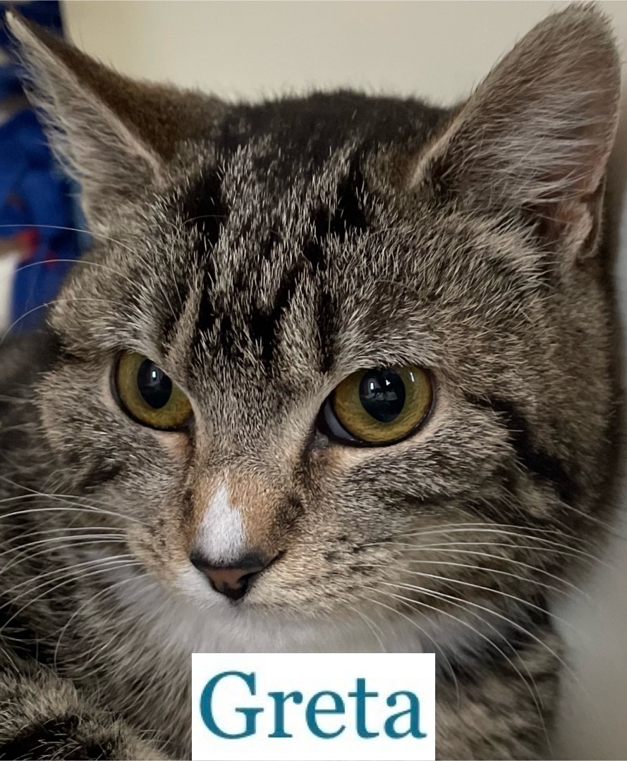 Greta 1
