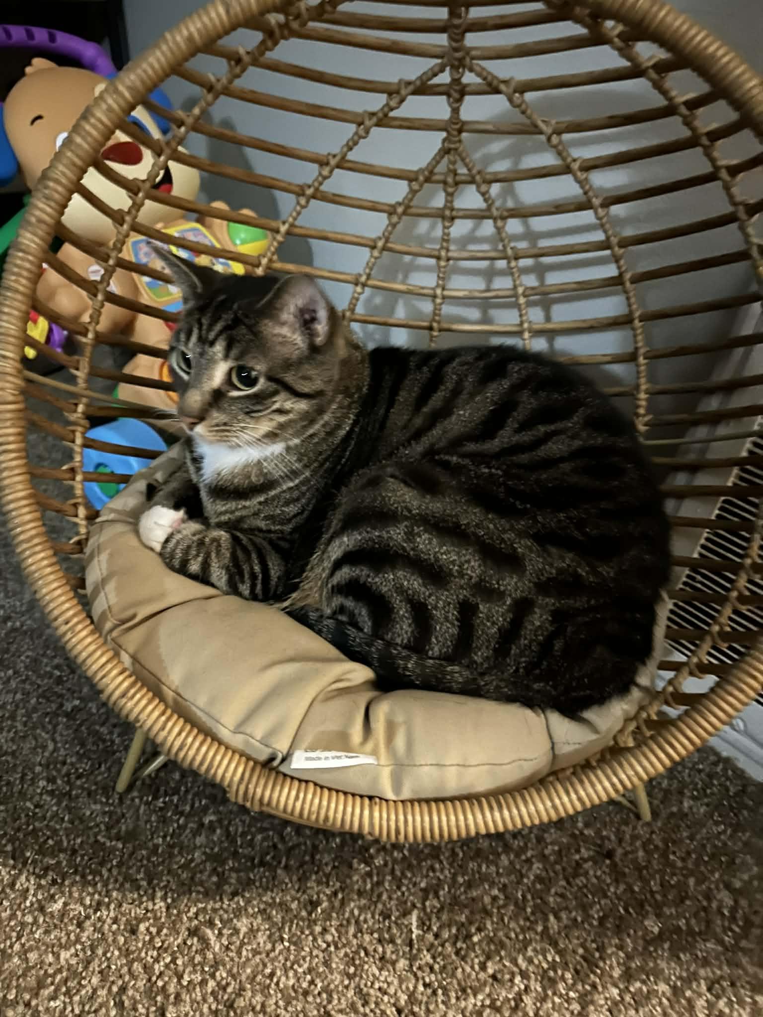 Boots, Adoptable, Senior Male Domestic Short Hair.