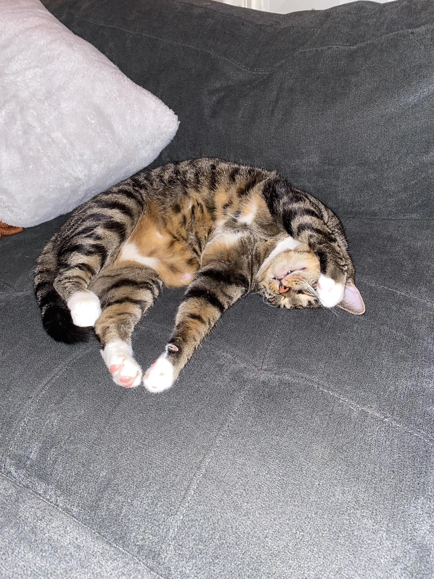Boots, a Adoptable Domestic Short Hair in Woodville , WI image 2/3