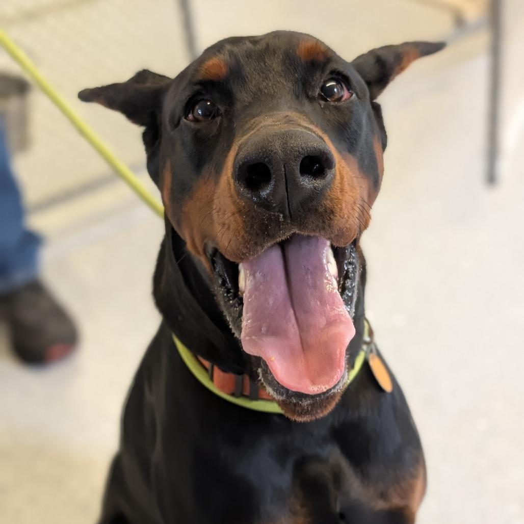 Enlarge 7956 Bear, a Adoptable Doberman Pinscher in Sandown, NH image 1/1