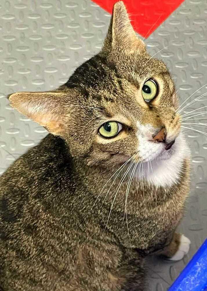 Enlarge Oscar, a Adoptable mixed breed in Jessup, MD image 2/2