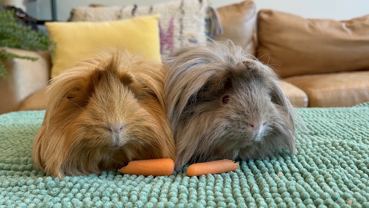 Maeve & Esme, Adopted, Adult Female Peruvian.