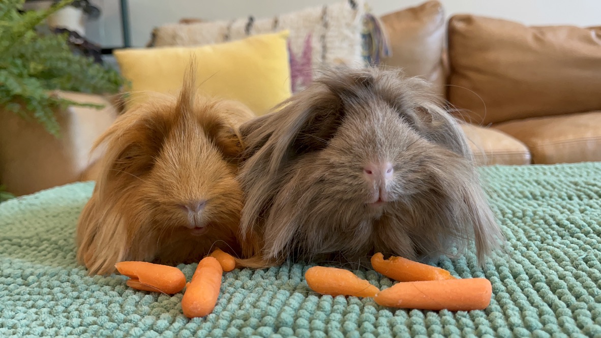 Maeve & Esme, a Adopted Peruvian in Philadelphia, PA image 2/4